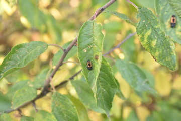 green plants in the fall season