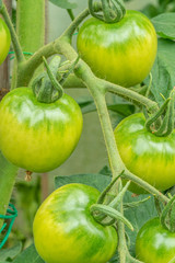 Green and immature tomatoes on a plant that you can not eat yet