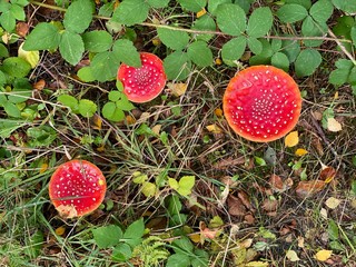 Poisonous red Toadstool in the autumn woods