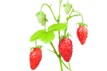 Isolated strawberry with leaf and flower on white background