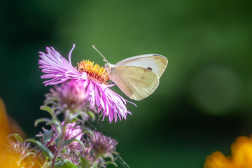 white butterfly garden