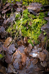 Autumn, fall wet leaves. Autumn concept, environment protection