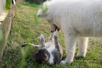 Playful samoyed puppy and grey and white cat that lying on the grass with raised paws enjoying time together