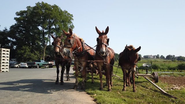 Four Farm Horses Mules Ready To Pull An Amish Cart To Market. SLOW MOTION
