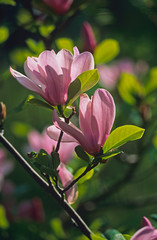 Obraz premium Magnolia Vos Kosar 'Susan' growing in a French country garden