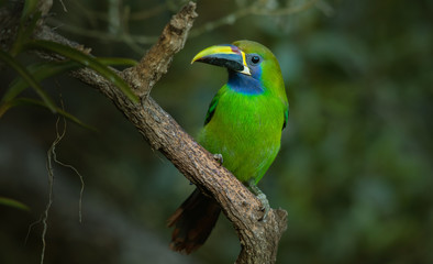 Blue-throated Toucanet, green toucan in the nature habitat