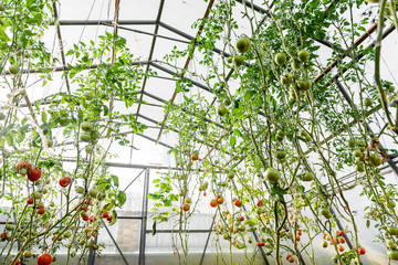 Fototapeta na wymiar Harvest ripening of tomatoes in greenhouse. Horticulture. Vegetables. Farming.