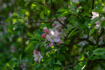 A blossom on an apple tree with green leaves and sunshine