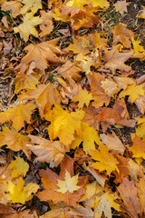 Colorful autumn leaves from a maple tree in humid weather