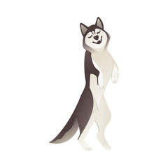 Playful husky dog standing on hind legs and smiling