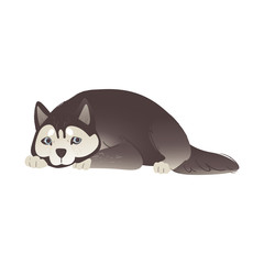 Alaskan Malamute or siberian husky dog laying flat vector illustration isolated.