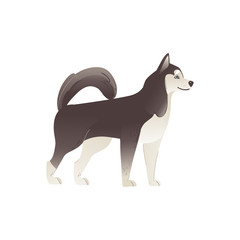 Alaskan Malamute or siberian husky north dog flat vector illustration isolated. © sabelskaya