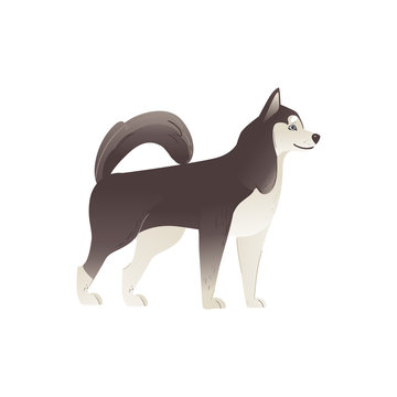 Alaskan Malamute or siberian husky north dog flat vector illustration isolated.