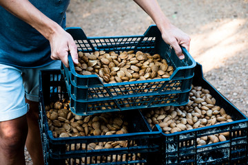 harvesting almonds in an orchard in Spain