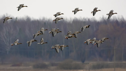 Large herd of Bean geese in flight over trees near the field in spring