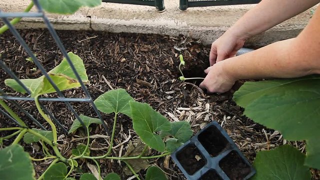 Transplanting a leggy sunflower seedling into a garden spot. It has grown without enough light, so most of the stem is buried underground in the hope it will produce more roots and not be too weak.