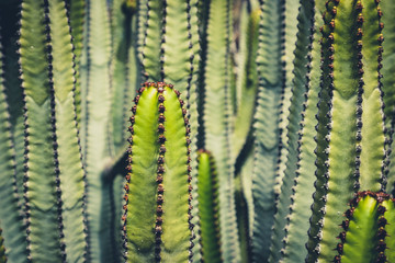 cactus plant closeup -  Euphorbia Ingens, cactus macro