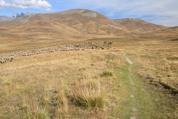 Troupeau de moutons sur le Plateau d'Emparis
