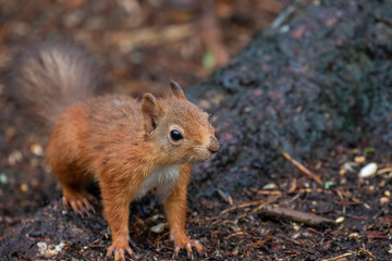 red squirrel, Sciurus vulgaris, close up portrait displaying facial expressions on forest floor staring towards camera in a Scottish pine forest during september.