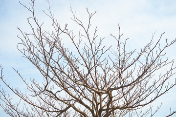 branch of tree