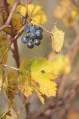 vignes en automne