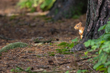 red squirrel, Sciurus vulgaris, portrait on forest floor in a Scottish pine forest during september.