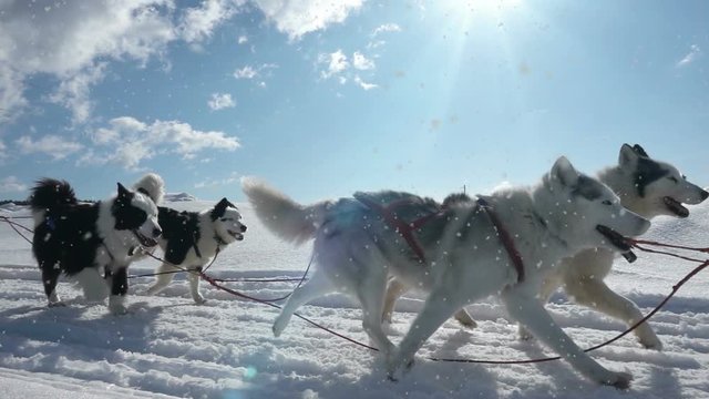 Dogs harnessed by dogs breed Husky pull sled with people, slow motion, Video loop