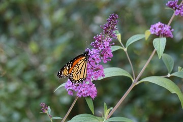 monarch butterfly on bright purple flower
