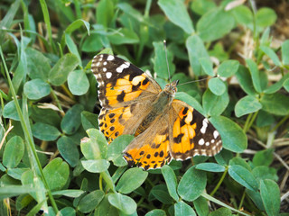 Vanessa cardui on clover leaves