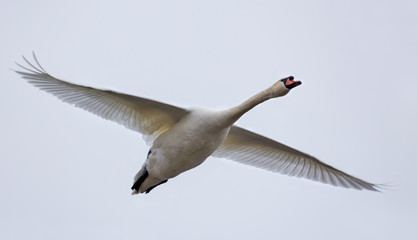 Adult mute swan in flight with stretched wings over light sky