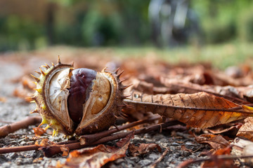 Chestnut Fruit Laying on The Ground