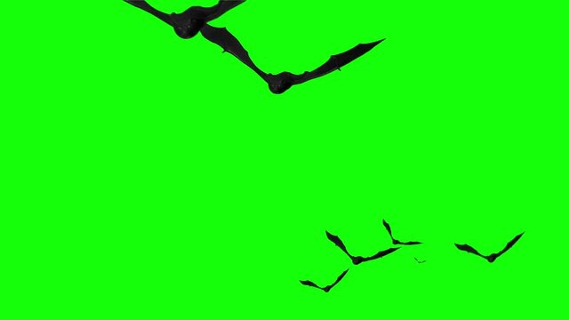 Halloween Bats Flying on Green Screen