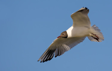 Black-headed gull flying over the river and trees 