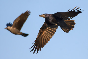 Shiny Rook swift flying in blue sky with spreaded wings feathers