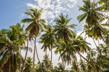 Fototapeta premium Palms of Seychelles, Seychelles, palm trees, relaxation