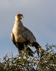 bird of prey