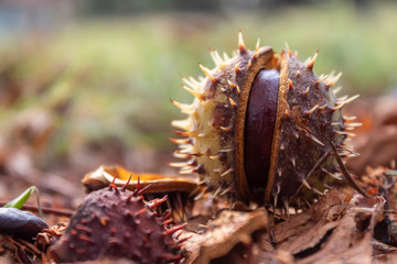 Chestnut Fruit Laying on The Ground