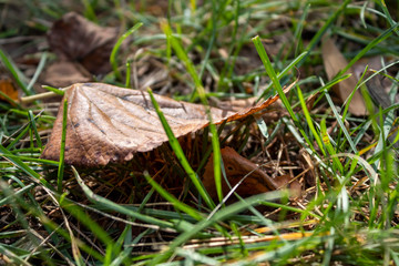 Brownish Autumn Leaf on The Ground