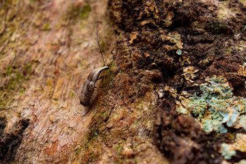Bug on a tree