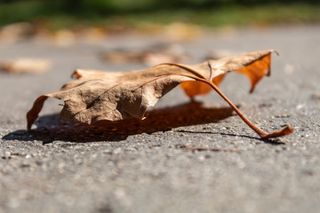 Closeup of Brownish Autumn Leaf Laying on Asphalt