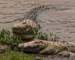 crocodile 