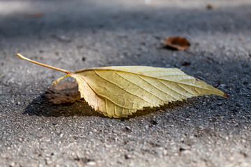 Yellowish Autumn Leaf Laying on Asphalt