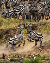 zebra in africa