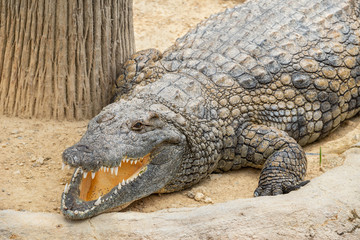 Fototapeta premium Nile crocodile