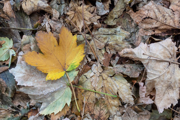 Brownish Autumn Leaves Laying on The Ground