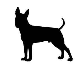 Funny bull terrier silhouette. My dog illustration.