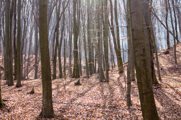The branches of the beech trees contrast against the background of the sun-drenched forests