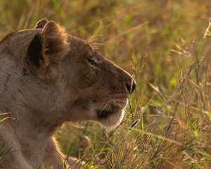 lion