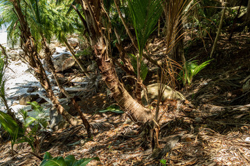  Palms of Seychelles, Seychelles, palm trees, relaxation