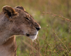 portrait of a lion